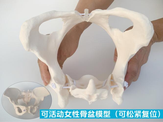 可活动康复动态可示范骨盆模型教具 关节可动弯曲、耻骨联合与骶髂关节女性教学模型销售指南