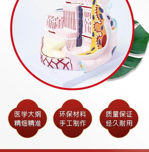 人体骨骼肌纤维解剖教学模型 医院与学校演示学习的理想教具